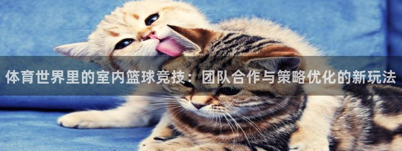 球客岛：体育世界里的室内篮球竞技：团队合作与策略优化的新玩法